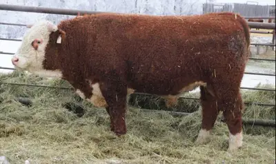 * 2 Year Old Horned Hereford Bulls *, View more