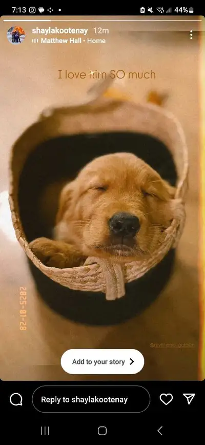 If you are looking for the PERFECT PUPPY you have come to the right place! Myfriend Golden is a smal...