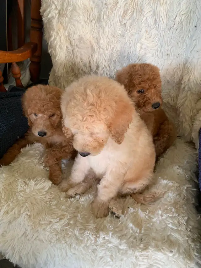 Beautiful smart standards poodle puppies in Dogs & Puppies for Rehoming in Vancouver - Image 5