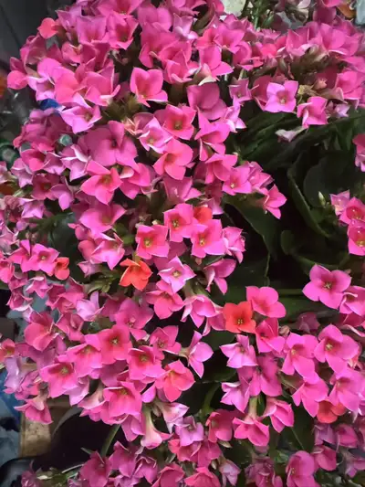 Selling a very beautiful Kalanchoe in wonderful blossom, View more