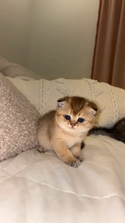 Purebred Scottish Fold Kittens - Ready to Go, View more