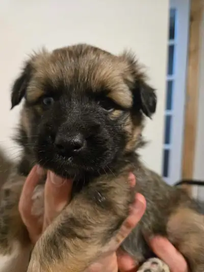 corgi x berger australien, View more