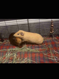 2 male Guinea pigs for rehoming (comes with all supplies)