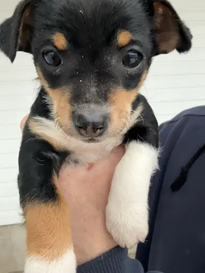 Jack Russell Puppy, Female, View more