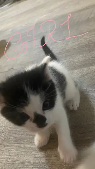 3 Kittens,  Litter Trained,  Good With Kids, Ready March 18, View more