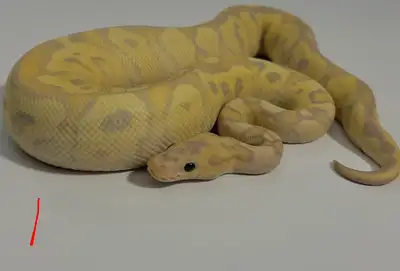 Ball python yearlings for sale 1 - F. Fire Banana Clown $250 2 - F. Leopard Banana Clown $250 3- M....