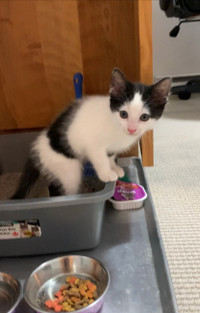 Adorable 2-month-old black and white male kitten for sale