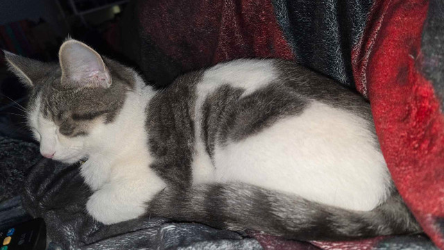 ms. demeow in Cats & Kittens for Rehoming in Moncton - Image 2