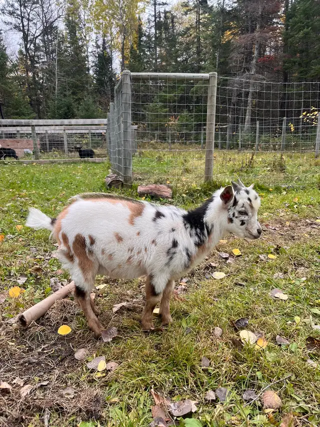 PUREBRED NIGERIAN DWARF BUCKLING | Livestock | Winnipeg | Free local ...