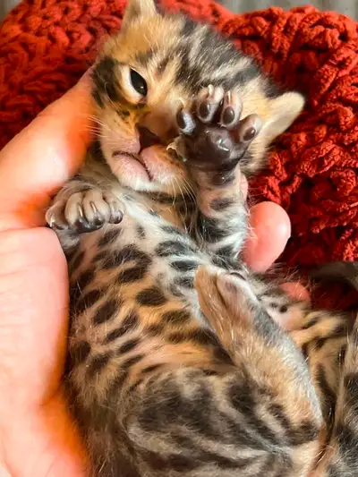 Magnifiques chatons bengal, View more