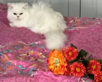 Persian Chinchilla Kitten 