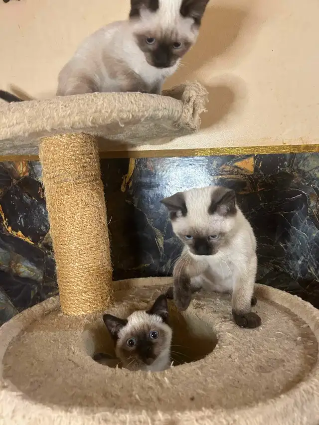 Magnifiques chatons siamois in Cats & Kittens for Rehoming in Québec City - Image 3
