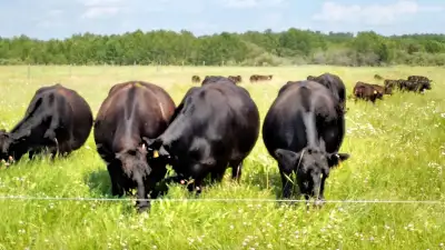 Airport Rd land suitable for grazing, grain farming or residential development. 100% deeded land. Le...