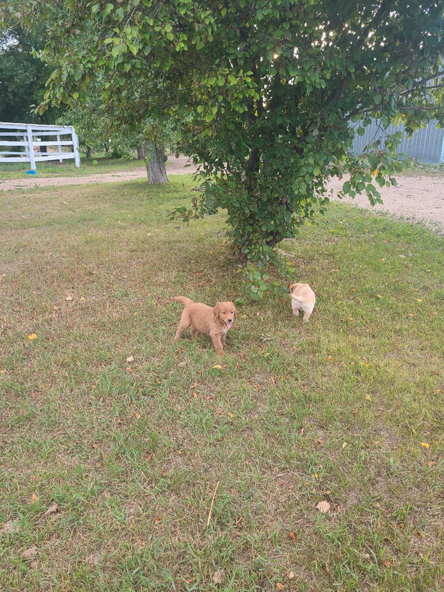 Awesome Family Puppies! in Dogs & Puppies for Rehoming in Brandon - Image 2
