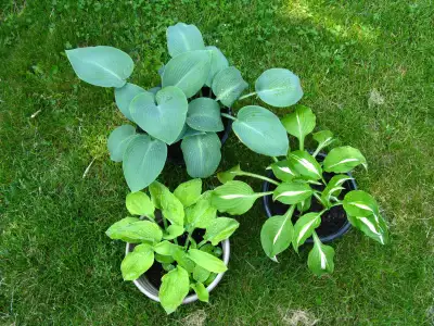 Hosta plant, View more