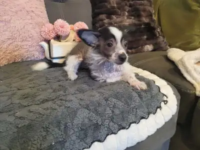 Chinese crested puppies for sale, View more