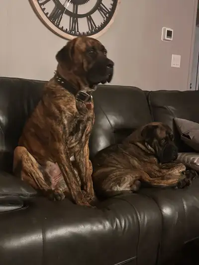 Cane Corso Puppies, View more