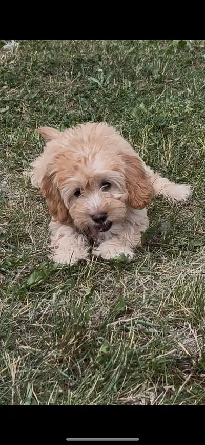 Only 3 left!! Mini F1bb and 2 F1b standard Goldendoodles, View more