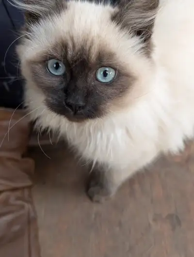 Part Maine coon Kittens-ragdoll, View more