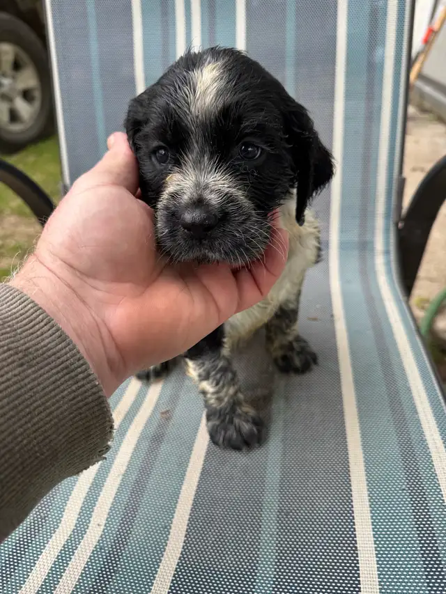 English Springer Spaniel pups - 1 girl in Dogs & Puppies for Rehoming in Owen Sound - Image 4