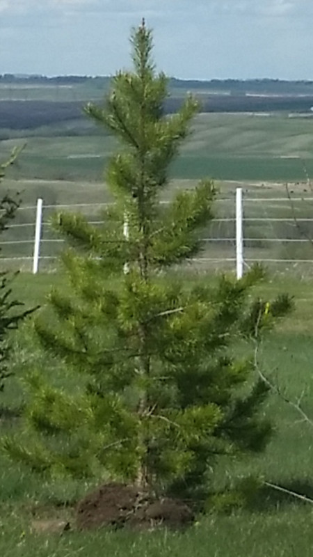 Spruce tree, Pine tree, Aspen tree, in Plants, Fertilizer & Soil in Calgary
