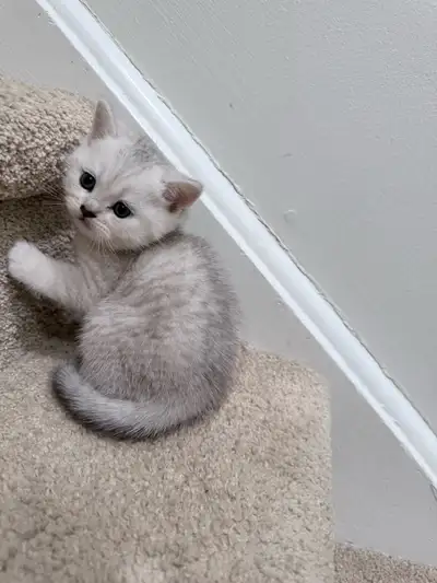 Adorable British Shorthair Kittens – Ready for Loving Homes, View more
