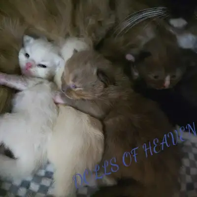 Registered ragdoll kittens , View more