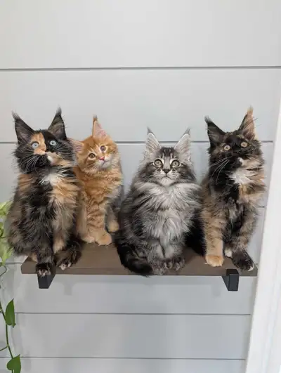 purebred Maine coon kittens, View more