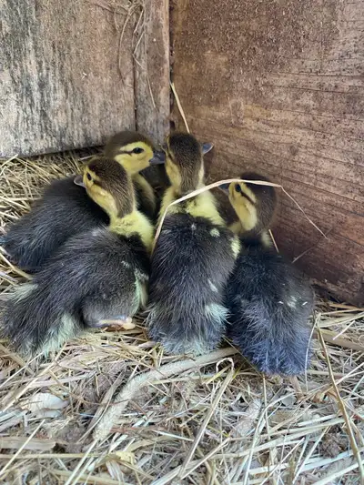 Muscovy Ducklings , View more