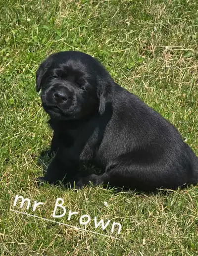 3 males / 3 females. Puppies will be vet checked, vaccinated and dewormed multiple times. Healthy ha...
