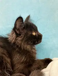 Big-Boned Maine Coon Male Kitten
