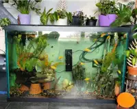 110 gallon aquarium