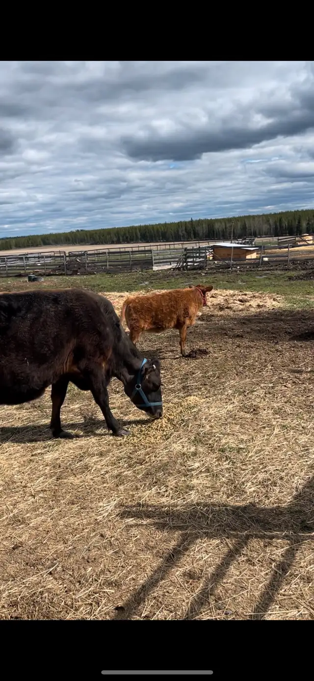 mini jersey heifer calf in Livestock in Vanderhoof - Image 5