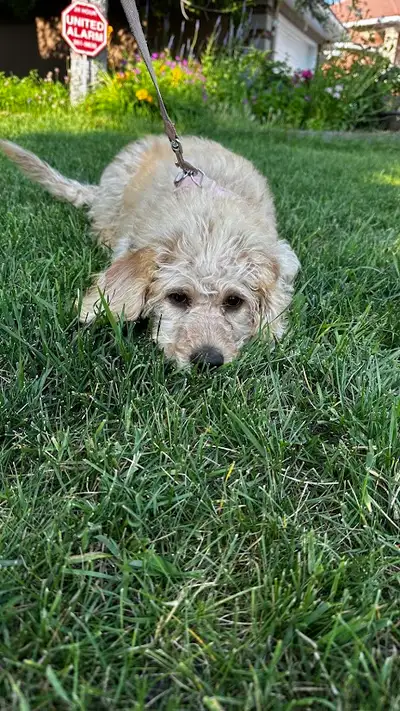 Sweet 3-Month Goldendoodle (F1BB)  Puppy Needs a Loving Home!, View more