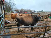 Jersey Cow for sale