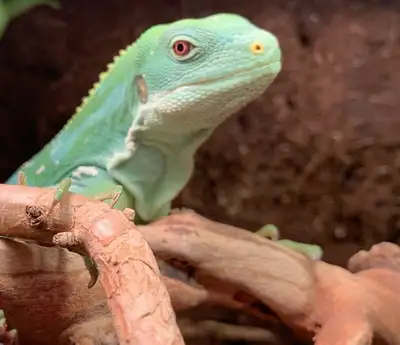 Male Fiji Banded Iguana, View more