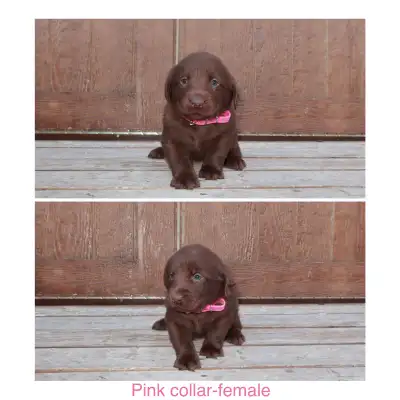 Purebred Chocolate Labs, View more