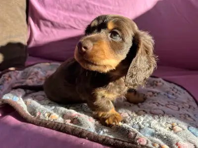 Dachshund puppies!! Longhaired, miniature, dapples!, View more