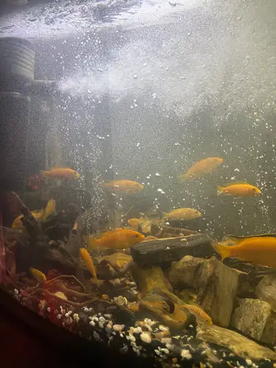 Various size's of yellow and orange juvenile cichlids for sale $1 a fish