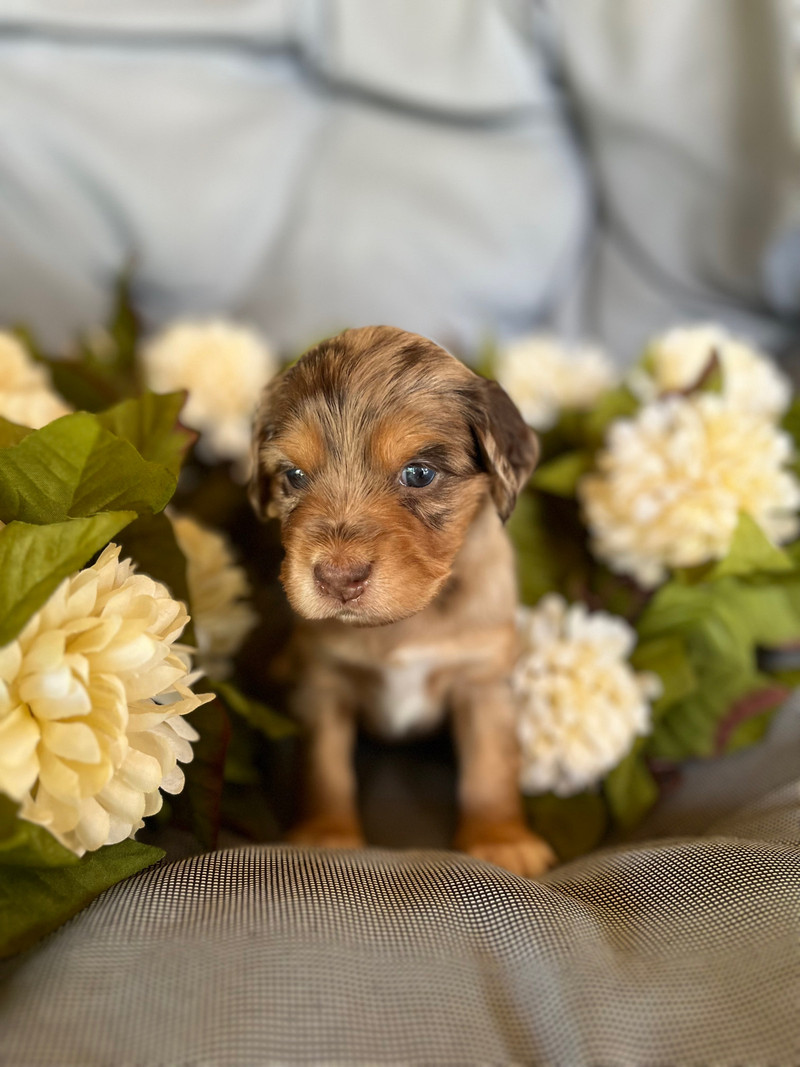 Cotralian (cocker spaniel x Aussie) puppies Dogs & Puppies for