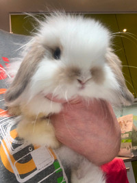 Clapier Boule & Boule - Élevage de lapins nains de races pures