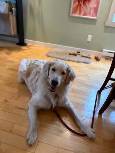 GoldenDoodle de 1 an à vendre. Vacciné, micropucé, opéré. A suivi ses premiers cours de socialisatio...