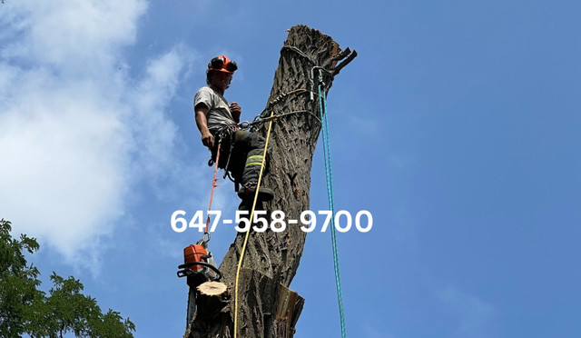 PROFESSIONAL TREE REMOVAL SERVICE 647-558-9700 in Lawn, Tree Maintenance & Eavestrough in Markham / York Region