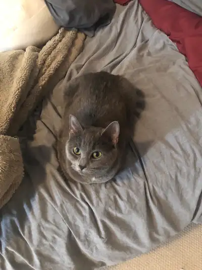 Grey cat , View more