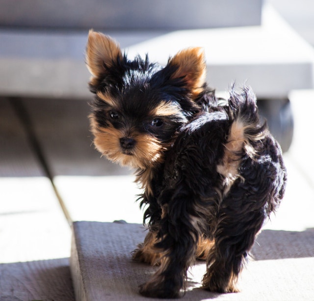 Purebred yorkie, yorkshire terrier, male, female, house trained Dogs