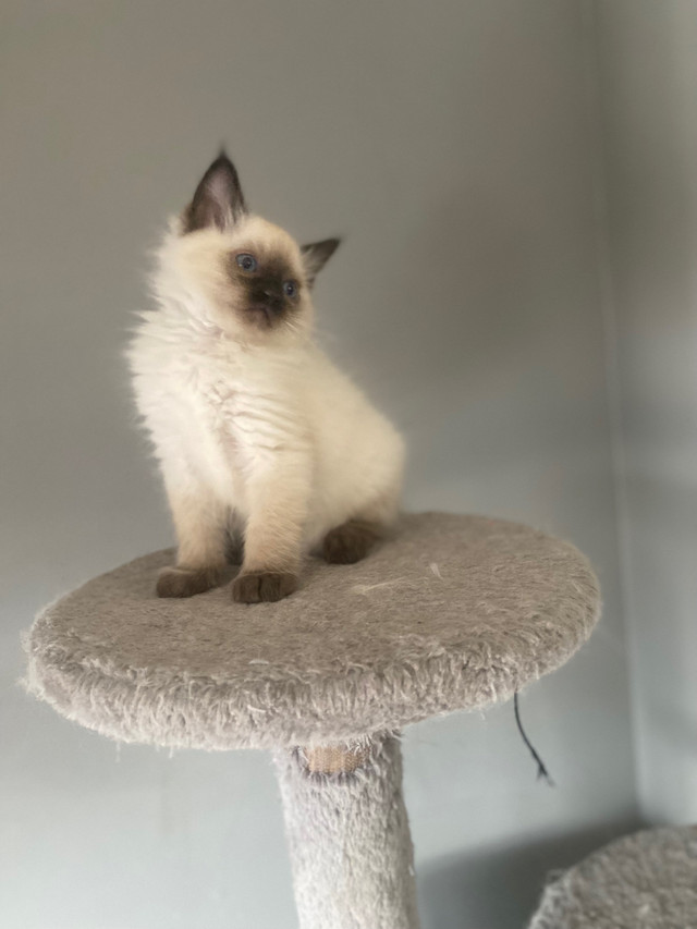 Ragdoll register kitten dans Chats et chatons à adopter  à Laval/Rive Nord