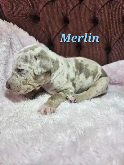 Registered Catahoulas Both parents are health tested, dad had hips and elbows ofa tested. Sire is fr...