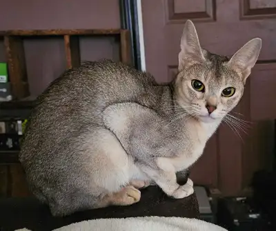 Female Silver Abyssinian, View more