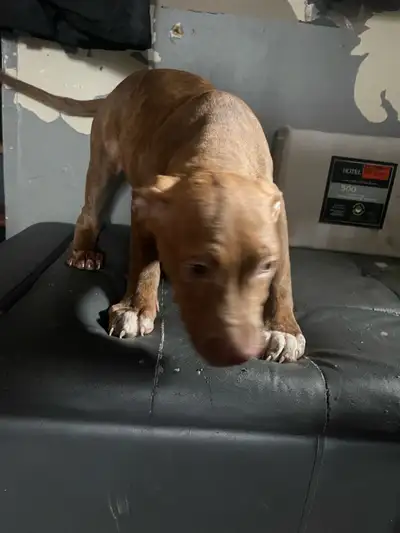 XL BULLY/STAFFY PUPPIES, View more