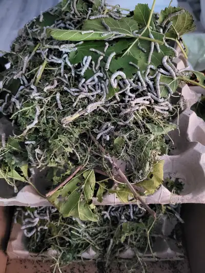 Silkworms Available , View more